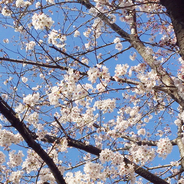 桜の開花予想