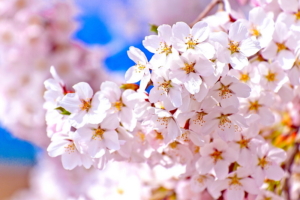 桜満開予想日