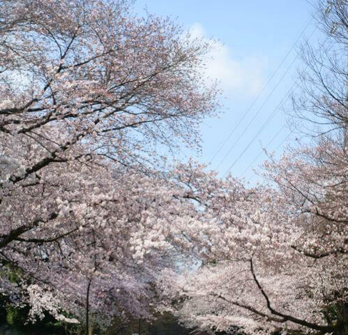 桜の見ごろ